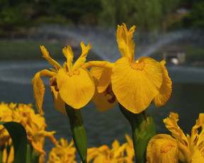 Картинка цветы ирисы