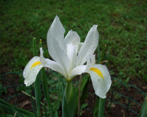 Картинка цветы ирисы