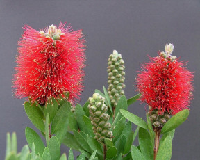 Картинка цветы каллистемон