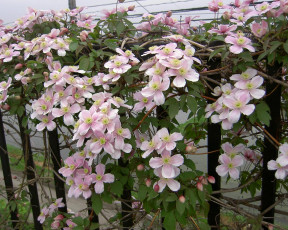 Картинка цветы клематис ломонос