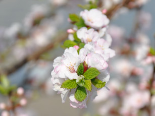 Картинка цветы цветущие деревья кустарники