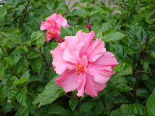 Картинка цветы гибискусы