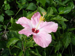 Картинка цветы гибискусы