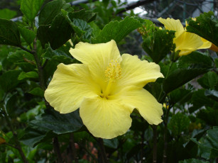 Картинка цветы гибискусы