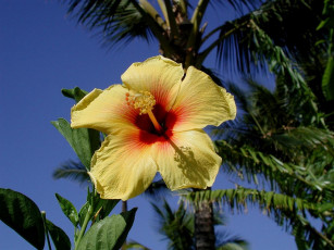 Картинка цветы гибискусы