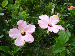 Картинка цветы гибискусы