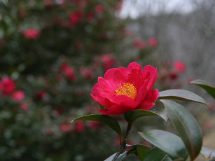 Картинка цветы камелии