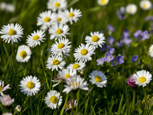 Картинка цветы маргаритки