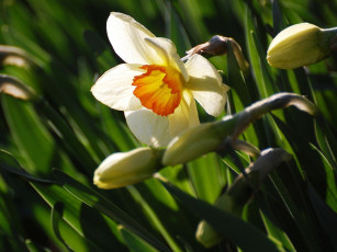 Картинка цветы нарциссы