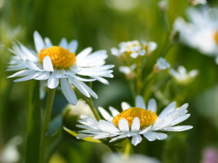Картинка цветы ромашки