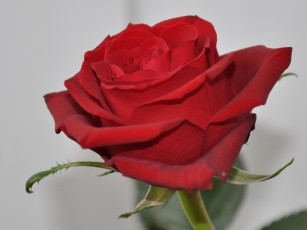 обоя цветы, розы