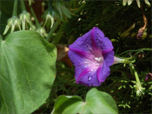 Картинка цветы вьюнки ипомеи