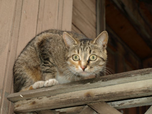 Картинка животные коты