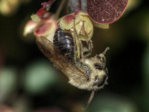 Картинка животные пчелы осы шмели