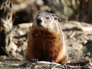 Картинка животные суслики сурки