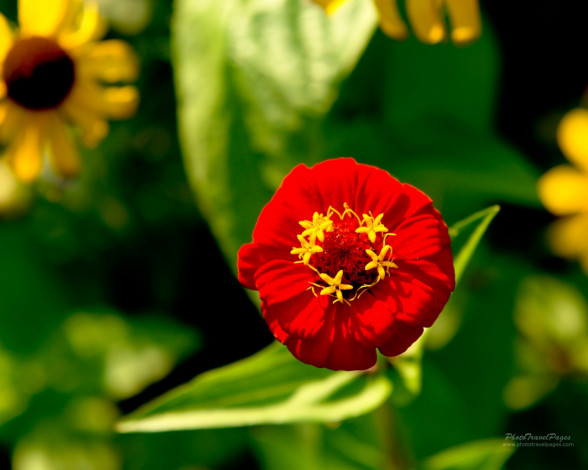 Обои картинки фото цветы, цинния