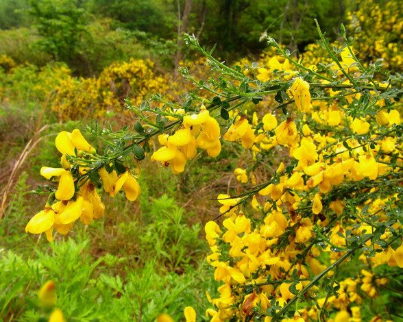 Обои картинки фото цветы, цветущие, деревья, кустарники