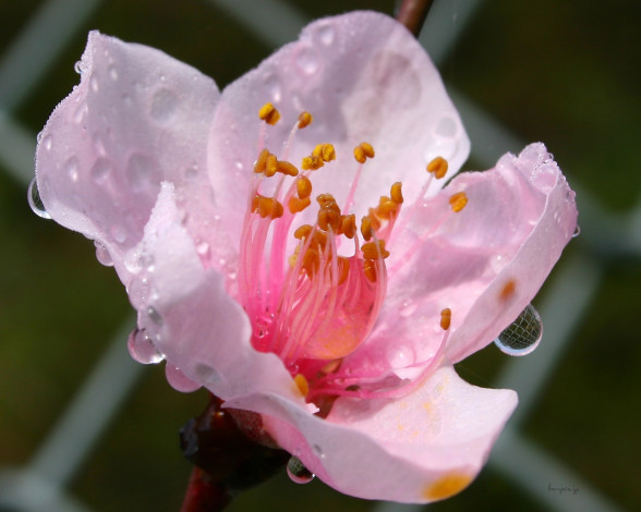 Обои картинки фото цветы, цветущие, деревья, кустарники