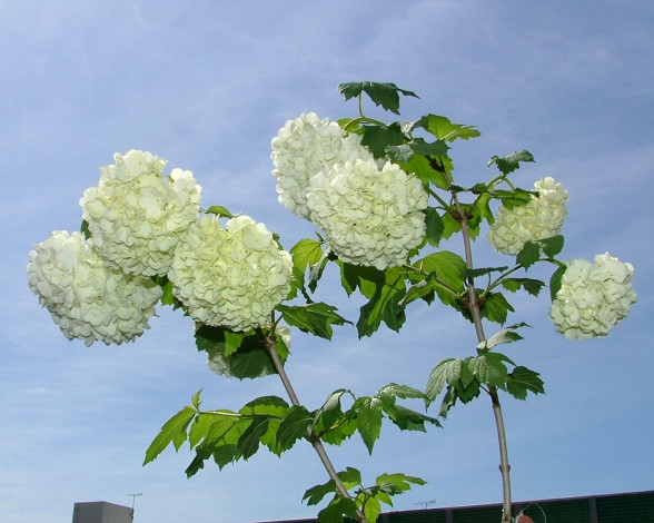 Обои картинки фото цветы, гортензия