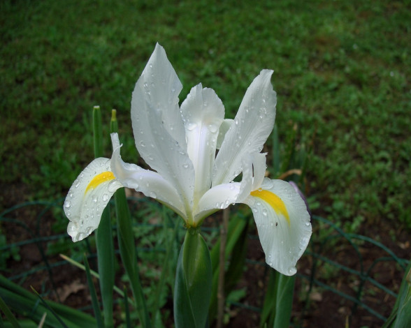 Обои картинки фото цветы, ирисы