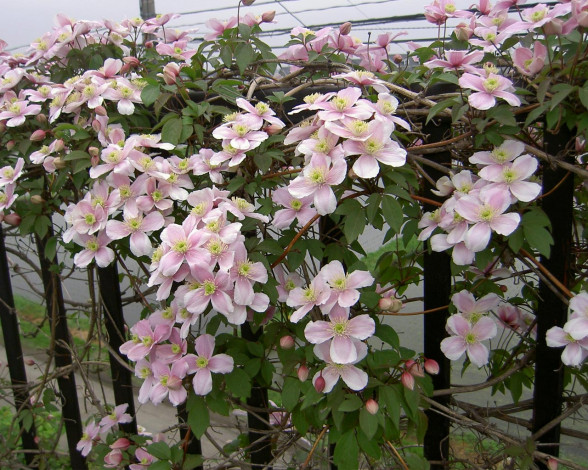 Обои картинки фото цветы, клематис, ломонос