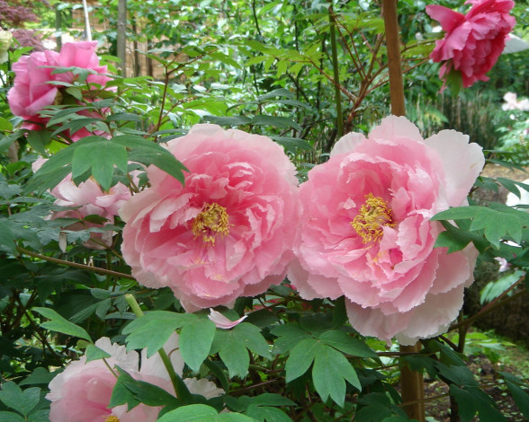 Обои картинки фото цветы, пионы