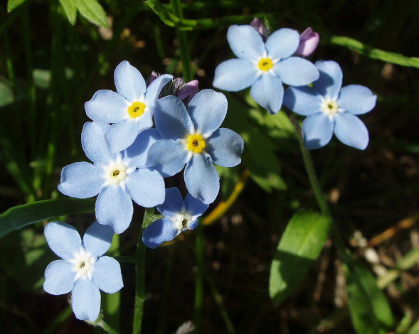 Обои картинки фото автор, дмитрий, бакулин, цветы, незабудки