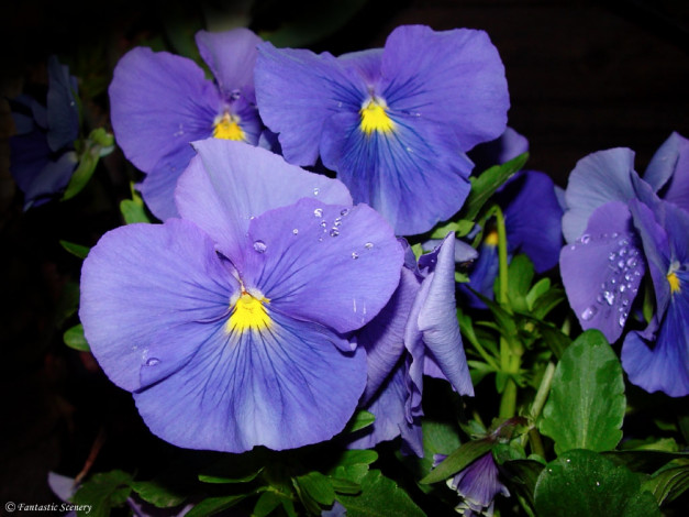 Обои картинки фото цветы, анютины, глазки, садовые, фиалки