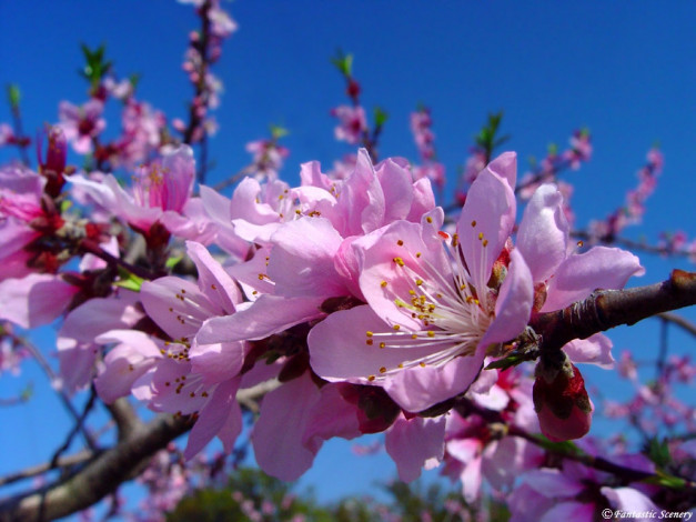 Обои картинки фото цветы, цветущие, деревья, кустарники