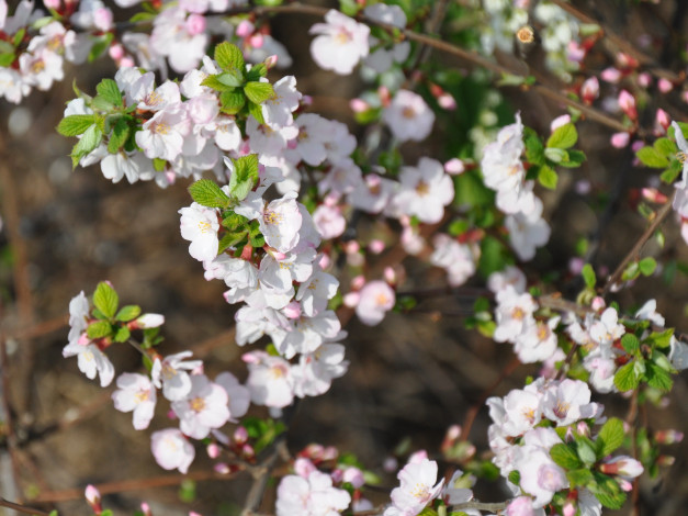 Обои картинки фото цветы, цветущие, деревья, кустарники