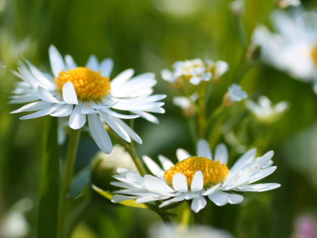 Обои картинки фото цветы, ромашки