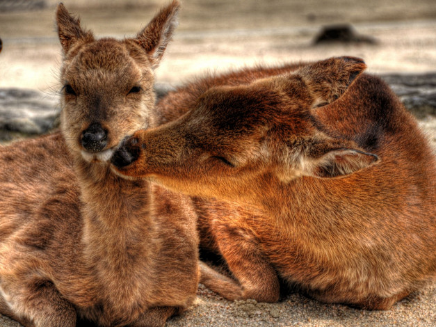 Обои картинки фото животные, олени