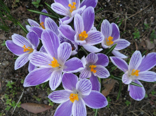 Картинка цветы крокусы