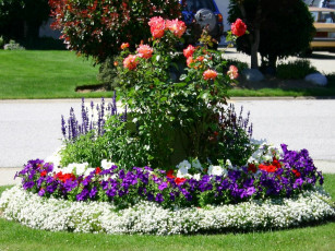 Картинка цветы разные вместе