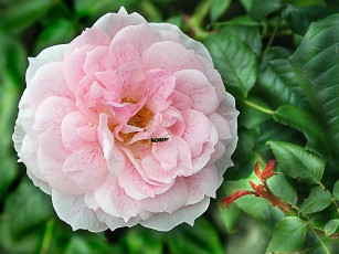 Картинка цветы розы