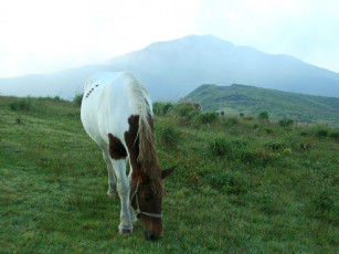 Картинка животные лошади