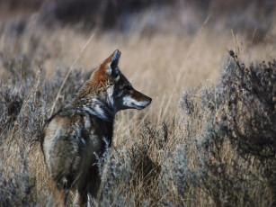 Картинка животные волки