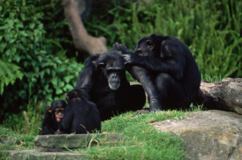 Картинка животные обезьяны