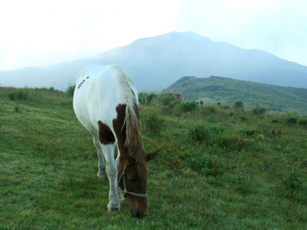 Обои картинки фото животные, лошади