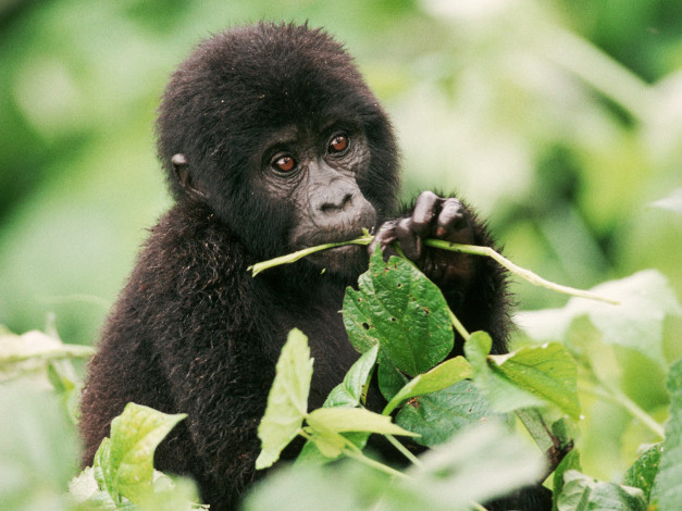 Обои картинки фото животные, обезьяны