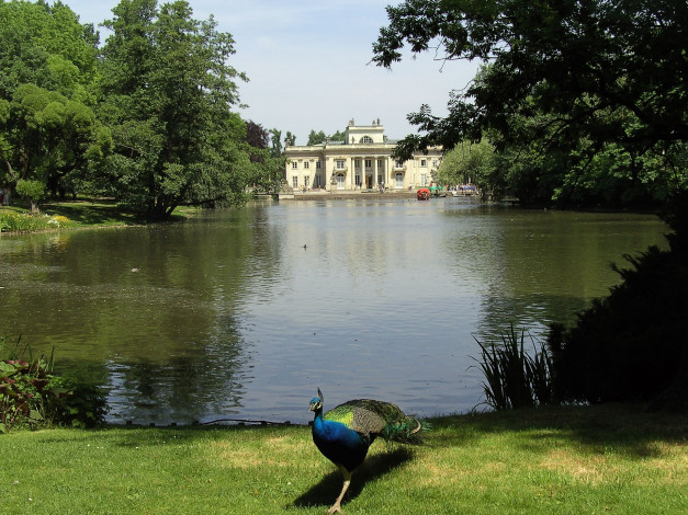 Обои картинки фото животные, павлины