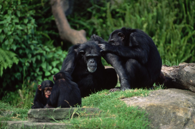 Обои картинки фото животные, обезьяны