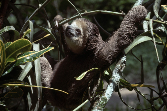 Обои картинки фото животные, ленивцы, ленивец