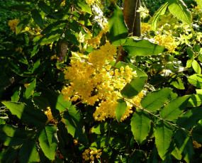 Картинка цветы цветущие деревья кустарники мариинский парк киев мимоза