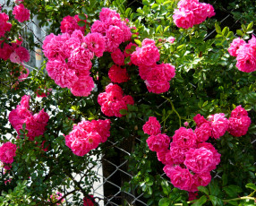 Картинка цветы розы rose