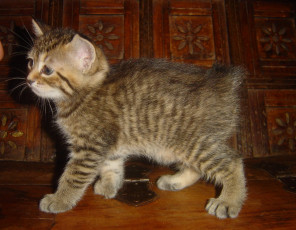 Картинка животные коты котенок