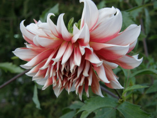 Картинка цветы георгины бело-розовый