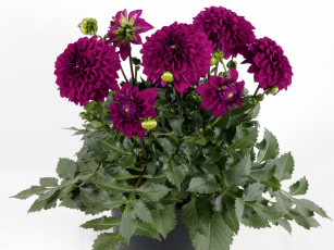 Картинка цветы георгины листья