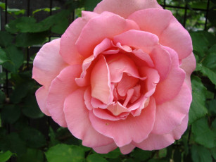 Картинка цветы розы rose