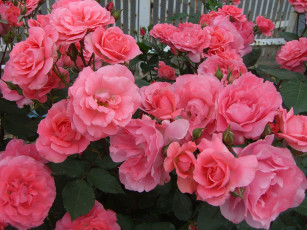 Картинка цветы розы rose